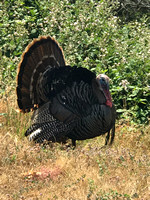 Male Wild Turkey In Courtship Display