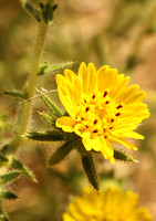 Tarweed, Fitch's / Fitch's Spikeweed
