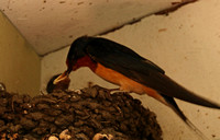 Barn Swallow Feeding Nestling