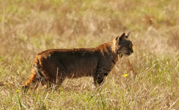 Bobcat On Prowl