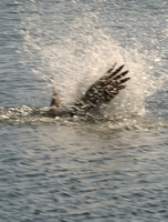 Brown Pelican Hits Water On Dive
