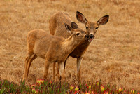 Blacktail Doe Deer With Fawn