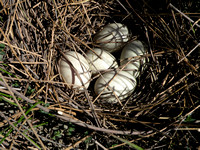 Mallard Duck Nest With Eggs