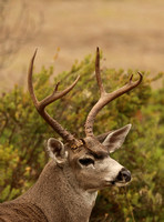 Blacktail Buck Deer