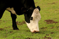 Crossbred Cow Grazing