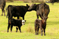 Cows And Calves