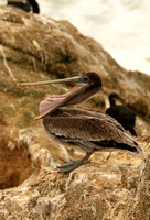 Brown Pelican - Open Mouth