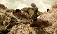 Brown Pelicans Resting