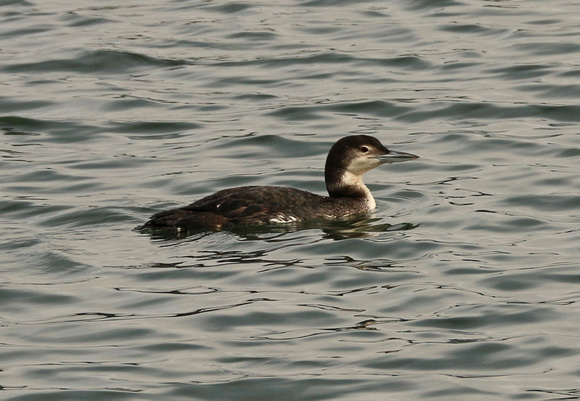 Winter Adult Common Loon