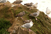 Adult And Immature Gulls