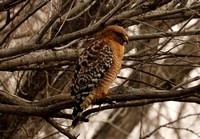 Hawk, Red-shouldered