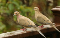 Pair Of Mourning Doves