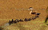 Wood Duck Hen With 18 Ducklings