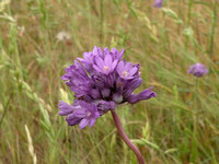 Wild Hyacinth / Roundtooth Ookow