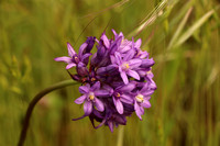 Wild Hyacinth Or Roundtooth Ookow