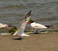 Royal & Caspian Tern