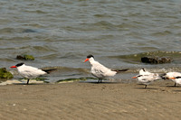 Caspian & Elegant Terns