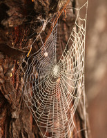 Spider Web On Pine Tree