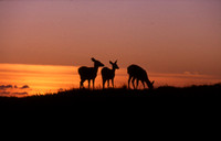 Deer And Sunset Over Pacific Ocean - Bodega Bay, CA