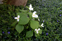 Large-flowered Trillium
