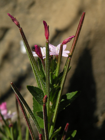 Watson's Fireweed / Northern Willow Herb