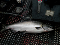 Chinook / King Salmon