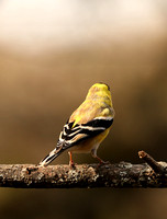 Male Lesser Goldfinch