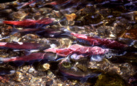 Spawning Kokanee Salmon