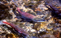 Spawning Kokanee Salmon