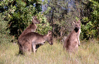 Eastern Grey Kangaroos