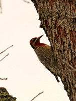 Sapsucker, Red-breasted