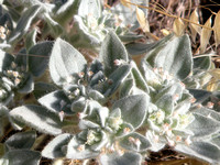 Turkey Mullein Or Doveweed