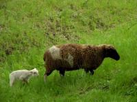 Lamb Following Ewe