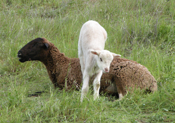 Lamb Hops Over Ewe's Back