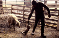 Ewe Follows Lamb