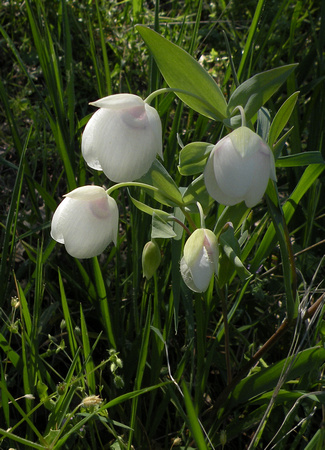 White Globe Lilies / Fairy Lanterns