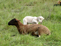 Lamb Paws Mother