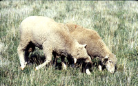 Ram Nudges Ewe