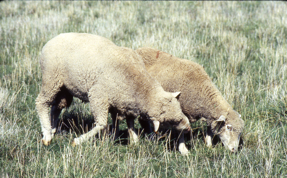 Ram Nudges Ewe