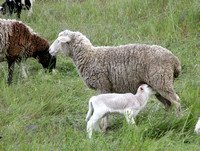 Ewe Nursing Lamb