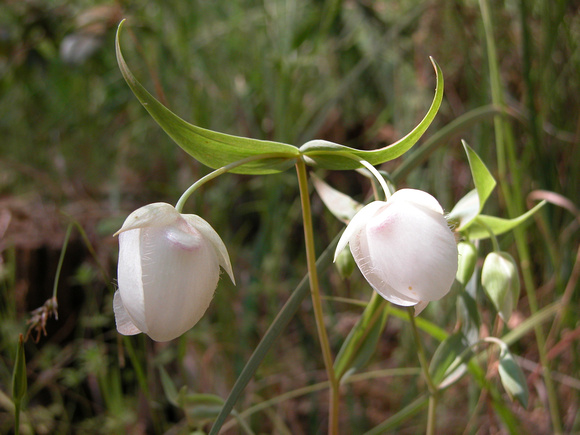 White Globe Lilies / Fairy Lanterns