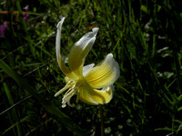 Sierra Fawn Lily / Adder's Tongue