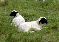 Lambs Resting