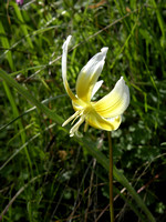 Sierra Fawn Lily / Adder's Tongue