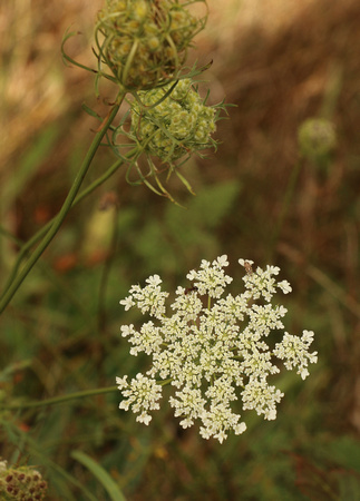 Wild Carrot / Queen Anne's Lace