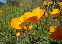 Tufted Poppies