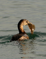 Pied-billed Grebe With Sand Dab