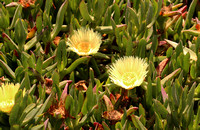 Ice Plant or Sea Fig