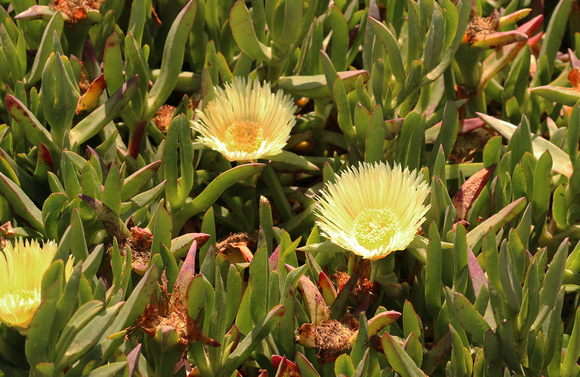 Ice Plant or Sea Fig
