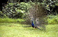 Peacock Courtship Display